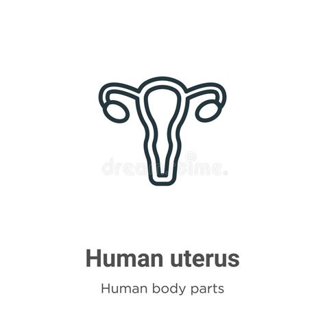 Uterus Outline Vector Icon Thin Line Black Uterus Icon Flat Vector