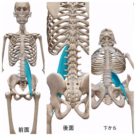 大腰筋 徒手療法の臨床論