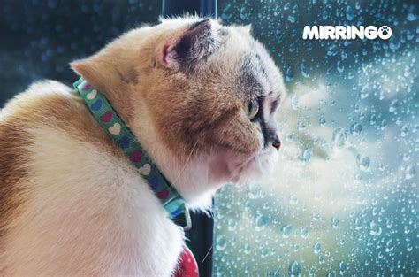 Infecciones Respiratorias En Gatos I Efecto Mirringo