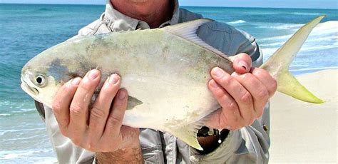 How To Catch Pompano Fishing From Florida Shores