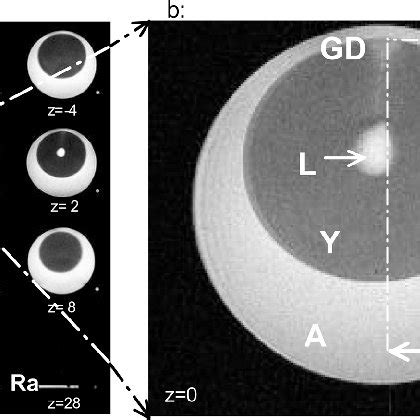 (PDF) Localization of the fertilized germinal disc in the chicken egg ...