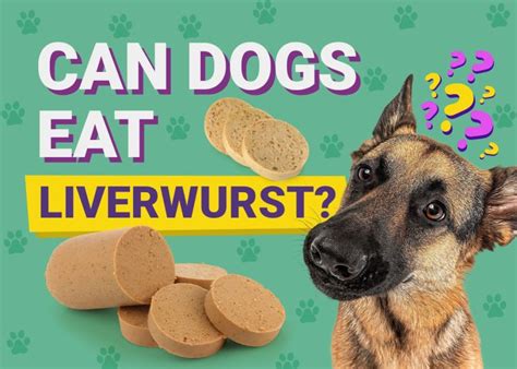 Can Dogs Eat Liverwurst? (Vet-Reviewed Nutrition Facts) – Dogster