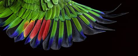 Scientists Discover an Ancient Pattern Hidden in The Feathers of Birds - Science News