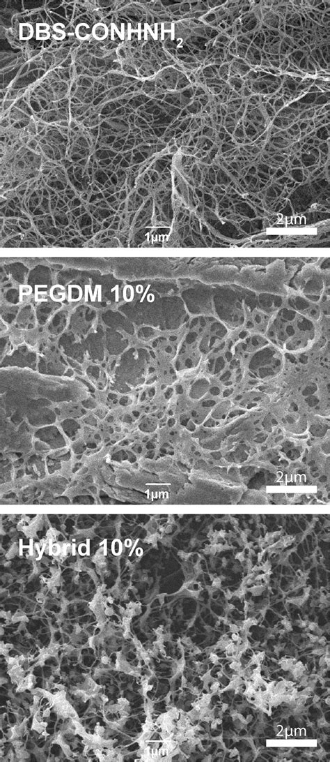 Photopatterned Hybrid Supramolecular Polymer Hydrogels For Controlled