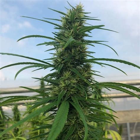 SEMI CARMAGNOLA Grace Genetics Semi Di Cannabis