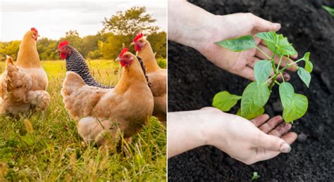 Pourquoi Faut Il Utiliser Les Fientes De Poules Comme Fumier Dans Le