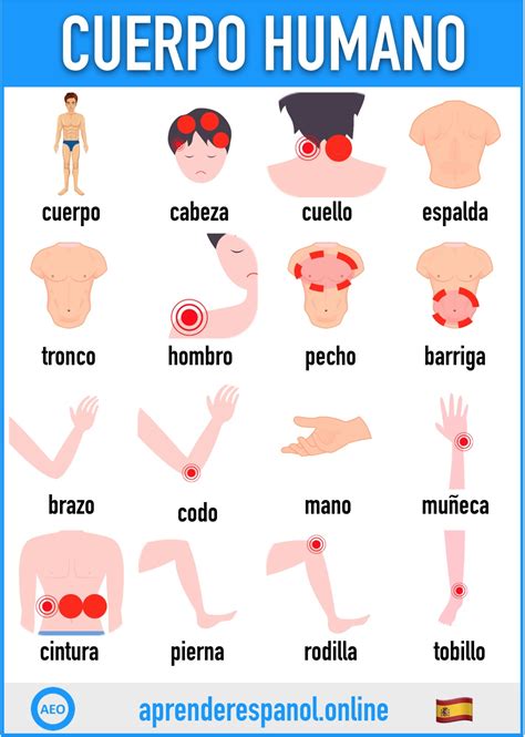 Partes Del Cuerpo En Espa Ol Zuledu