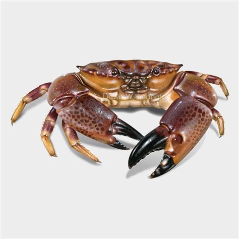 Florida stone crab – drawnbydawn