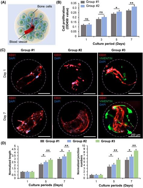 Construction Of Vascularized Heterogeneous Spheroid Through The Download Scientific Diagram