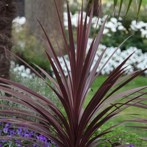 Buy Cabbage Palm Cordyline Red Star Delivery By Crocus Palm