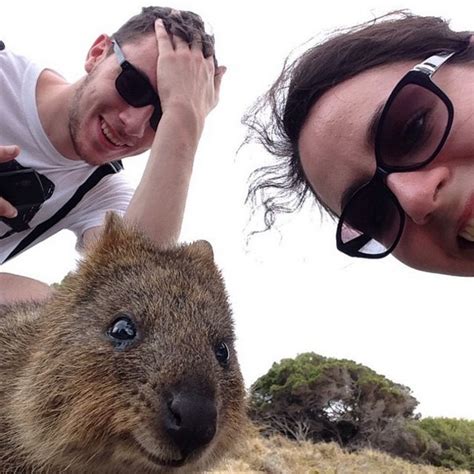 Quokka Selfie Trend Is so Cute That Cats Should Be Jealous