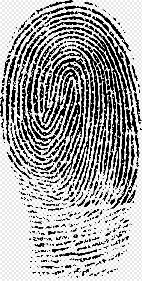 Fingerprint Evidence Forensic Science Crime Scene Finger Print Spiral