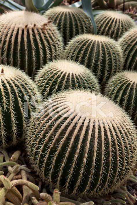 Barrel Cactus Stock Photo | Royalty-Free | FreeImages