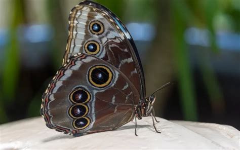 20 Butterfly Species With Eyes On Wings Insectic