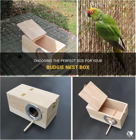 Choosing The Perfect Size For Your Budgie Nest Box | PetShun