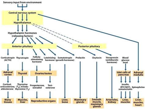 Endocrine System Flow Chart