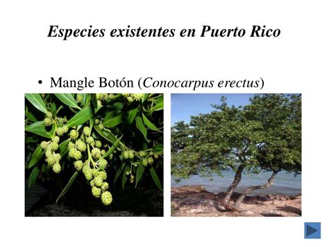 Recursos Naturales De Puerto Rico