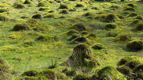 12 Different Types Of Ant Mounds W Pictures