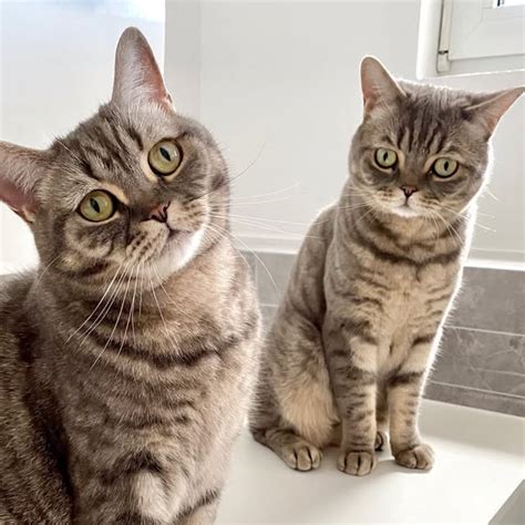 cats  katzen petfluencer catfluencer atcatskatzen threads