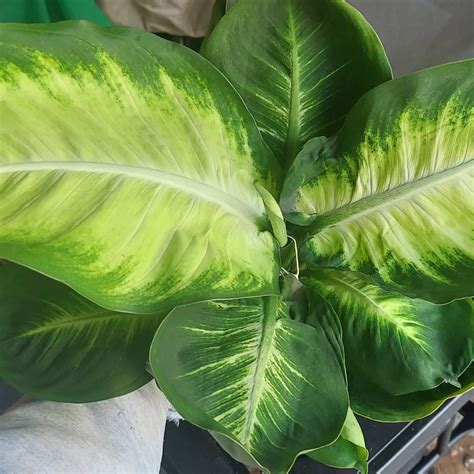 10 Benefits of Having a Dieffenbachia 'Tropic Marianne'