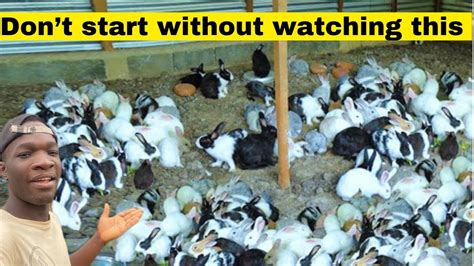 Know This Things Before Starting A Rabbit Farm To Avoid Regrets YouTube