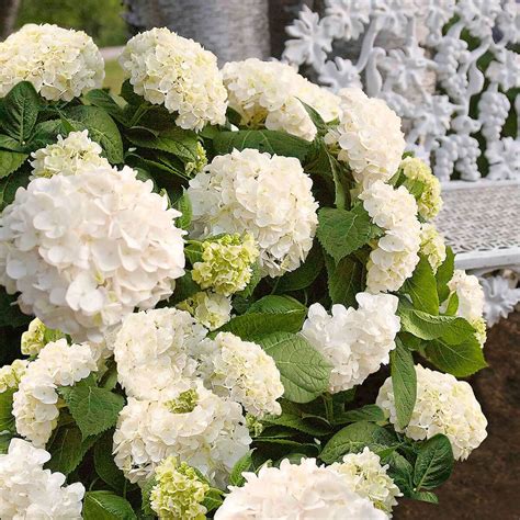 Garten Hortensie Endless Summer The Bride weiß im ca 23 cm Topf