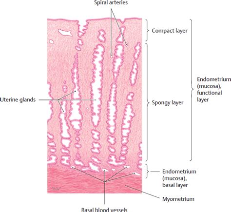 Organs Of The Genital System And Their Neurovasculature Basicmedical Key