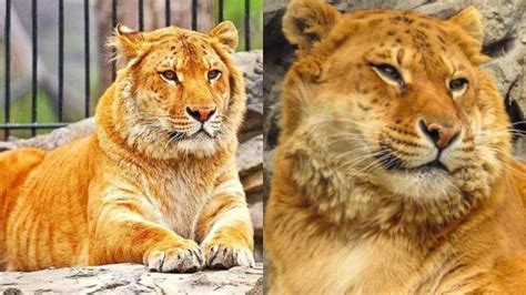 Impressive Hybrid Of a Lion And a Tiger! | What You Should Know About ...