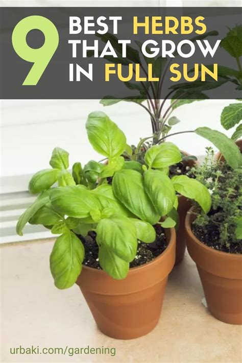 In This Post You Will Find The 9 Best Herbs That Grow In Full Sun We