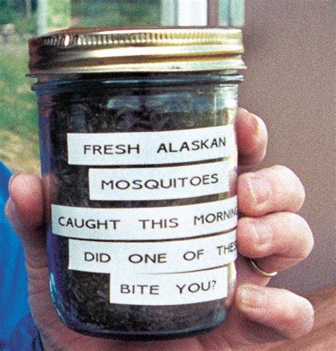 Alaska's Bugs: The Northern Mosquito Is Ferocious