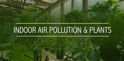 Indoor Air Pollution & Plants - Tallahassee Nurseries