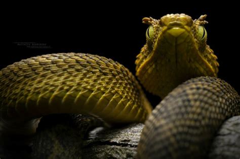 Matilda S Horned Viper Atheris Matildae INaturalist Guatemala