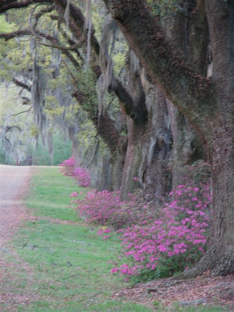 Louisiana Plantation pics