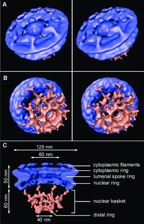 Structure Of The Dictyostelium Npc A Cytoplasmic Face Of The Npc In