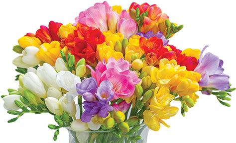 Freesia, Single – Mixed colors - De Groot, Inc. - Perennials, Daylilies, Fruits, Vegetables ...