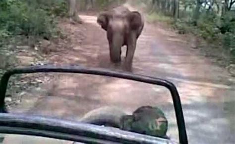 Run Run Wild Elephant Chases Tourists In Jim Corbett