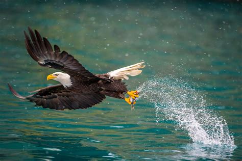 Wildlife Viewing in Alaska - Nature in Motion - Island Point Lodge