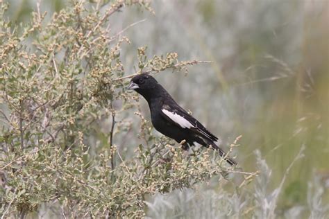 What Is Colorado S State Bird How Was It Decided Optics Mag