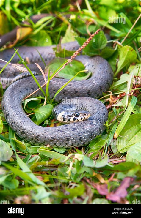 Grass Snake Basking In Sunlight Stock Photo Alamy