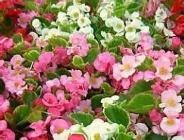 Indoor wax begonia - hisapara