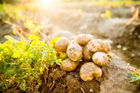 Premium Photo Plantations Grow Harvesting Fresh Organic Potatoes In