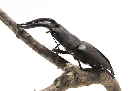 Hexarthrius Mandibularis Stag Beetle On Dry Branch Isolated On White