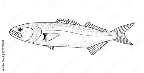 Bluefish Black Hand Drawn Realistic Outline Vector Image Stock Vector