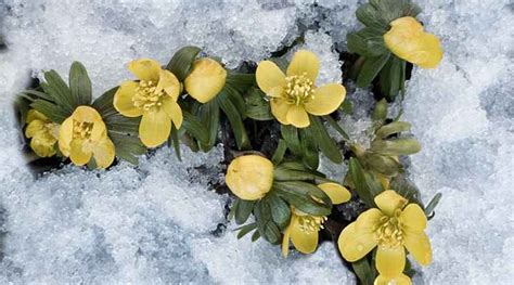 How to Protect Plants from Frosts (And How to Cover Plants for Frost)