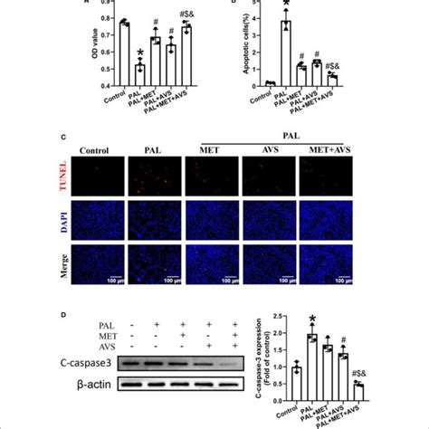 Combination Therapy With Metformin And Atorvastatin Improved The