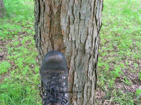 European Treeguide Bomengids Nl Partly In Languages Deutsch