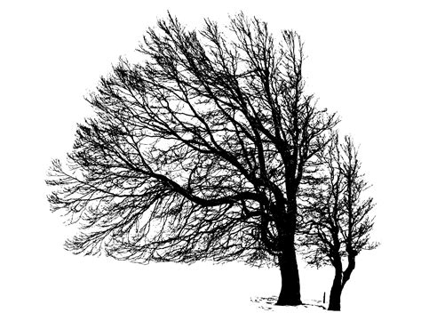 Tree Silhouette Wallpaper