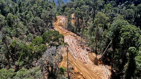 Las Elecciones Estimulan La Deforestaci N Es Complicado Seg N Un