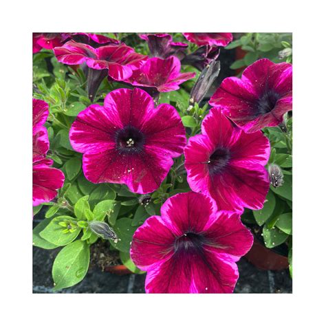 Petunia Crazytunia Ultra Violet – BuyPlants.co.uk