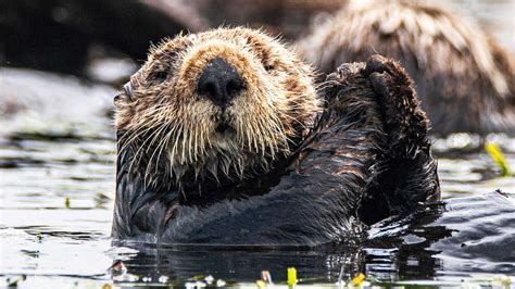 Nightlife Nightschool Sea Otters And The Bay California Academy Of